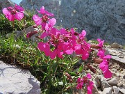 45 Silene elisabethae (Silene di Elisabetta) con vista in sulle pareti rocciose d'Arera